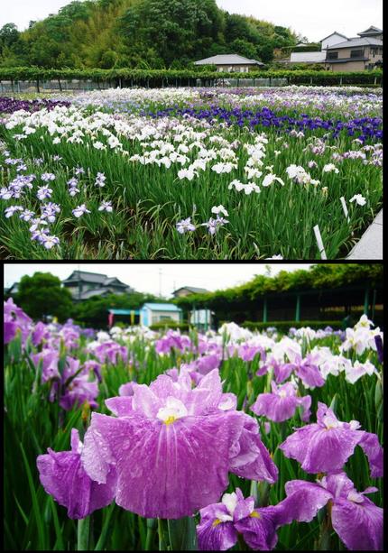 かわつ花菖蒲園