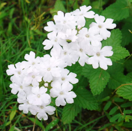 夏には　白い花　