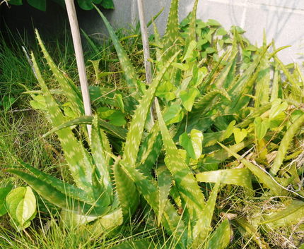 医者いらず　“アロエ”