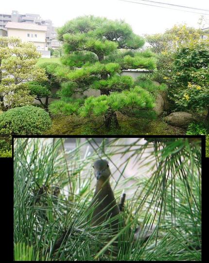 どうやら　鳩が