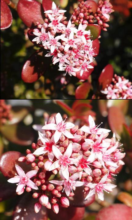 金のなる木のお花が　どんどん咲...