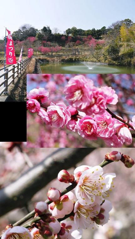 広田梅林