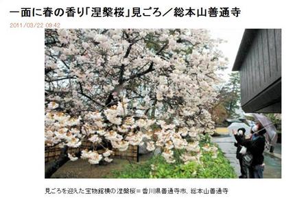 総本山善通寺「涅槃桜」（●＾o...