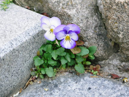 今日も　一日　o(*⌒O⌒)ｂ...