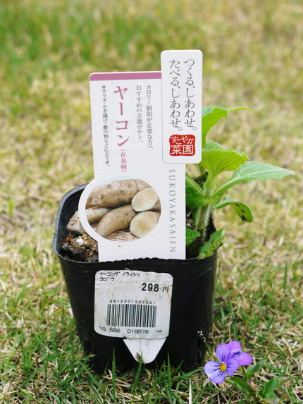 ヤ―コン　（●＾o＾●）
