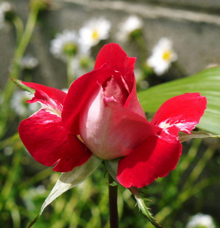 朝の蕾が　(⌒▽⌒；) オッド...