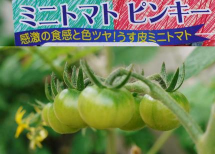 ミニトマトピンキー日記　（●＾...