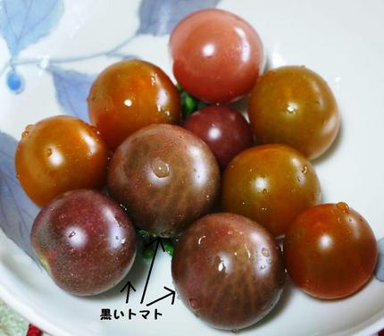 日本育ちの黒いトマト　（●＾o...