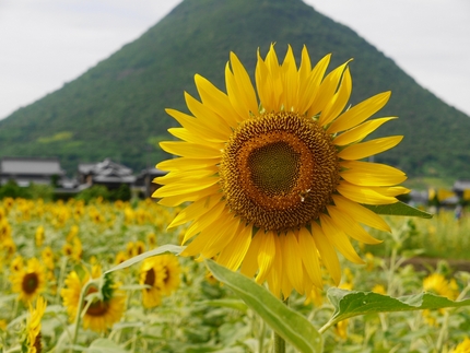 飯山高校ひまわり　曲は　FEE...