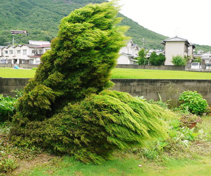 台風６号のつめ‐あと【爪痕】 ...