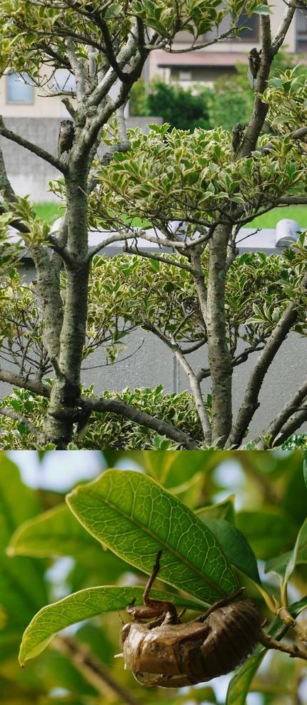 朝から　蝉は　ハイテンション！...