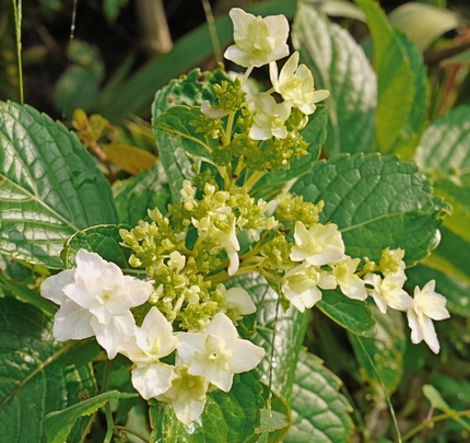 アジサイ・紫陽花・墨田の花火　...