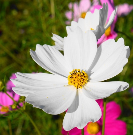ＳＭＡＰ　世界に一つだけの花　...