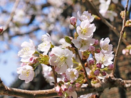 甘い香り漂う「涅槃桜」満開　総...
