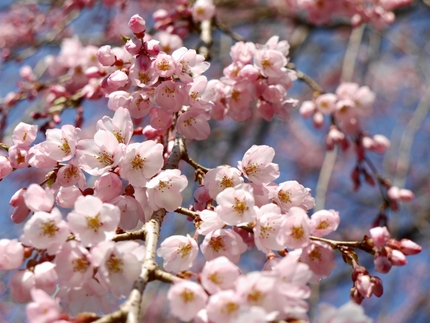 堀池のしだれ桜　o(*^▽^*...