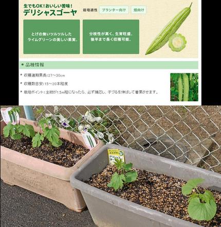 生でもOK！おいしい苦味！デリ...