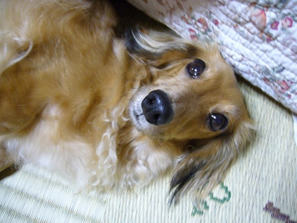 動物病院光昇堂　朝起きたら　ウ...