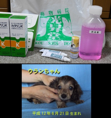 動物病院　光昇堂　ウランちゃん...