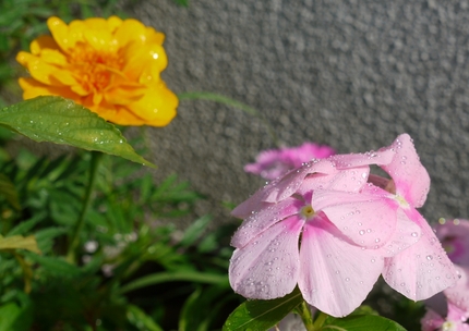 今日も　（;´▽｀lllA``...