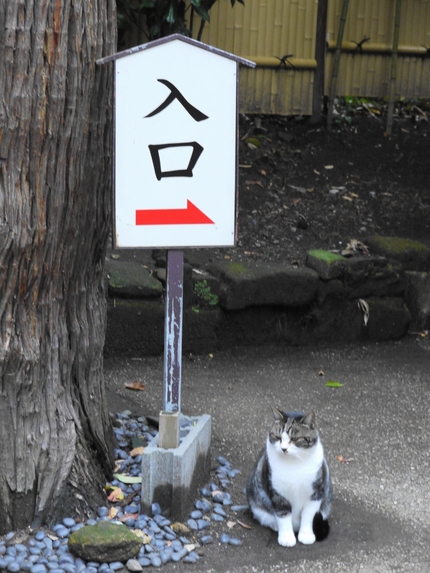 円覚寺と猫