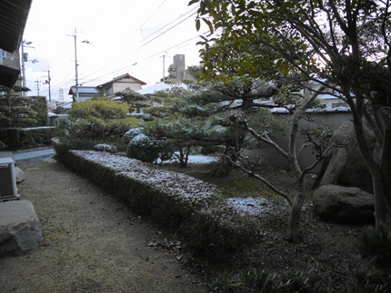 前の庭は　もう雪が解けてました...