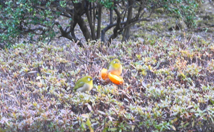 今年のメジロ　（●＾o＾●）