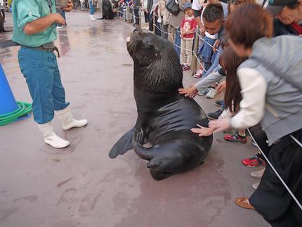 八景島シーパラダイスのふれあい...