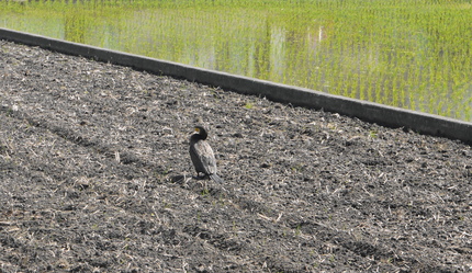 カラスかと思ったら違ってた！o...