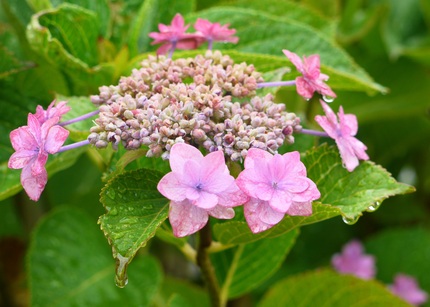 暑さのせいか　紫陽花の色がもひ...