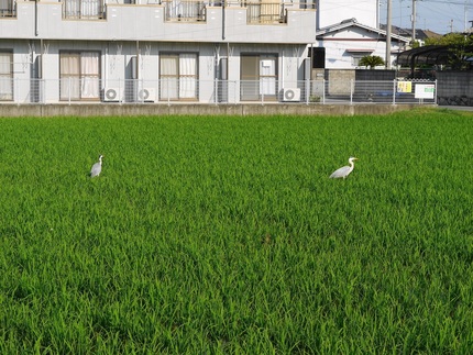 朝から　食欲旺盛！ ＼(^O^...