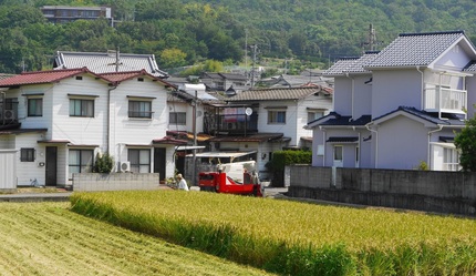もう早　 裏の田んぼ　稲刈りし...