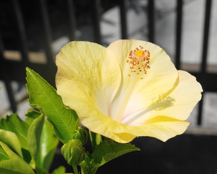 今日の高松　最高気温　３６℃　...