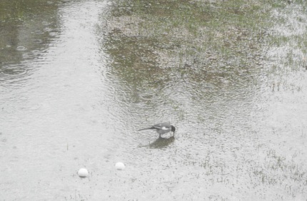 雨の中　せっせと食事中！ ｡....