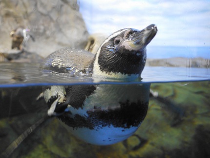 新江の島水族館にいたペンギンで...