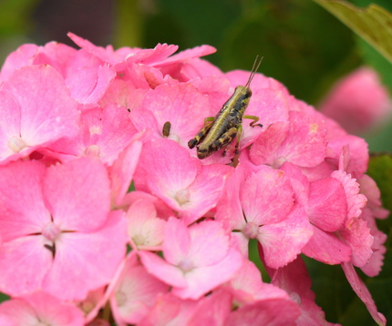 新宮の紫陽花 ｡.:♪＊:･'...