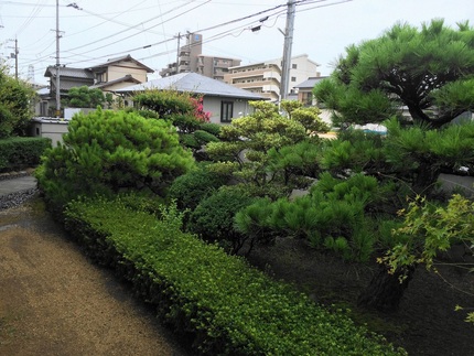 久しぶりの雨に　庭の木も（.....
