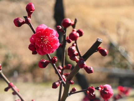 2012年3月14日撮影 ｡....