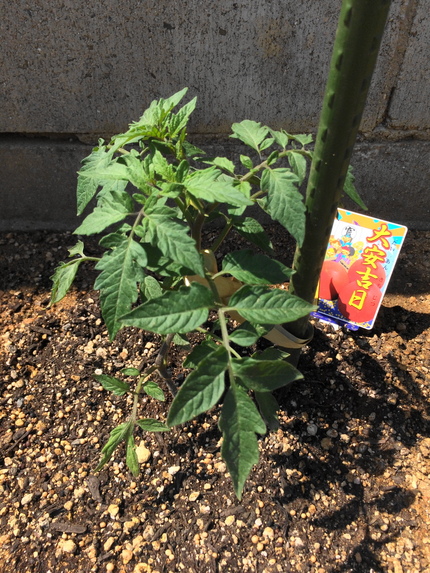 去年に続いて今年も植えました。...