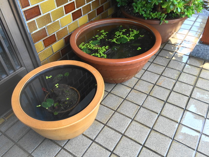 今回　一番手前の睡蓮鉢を買いま...