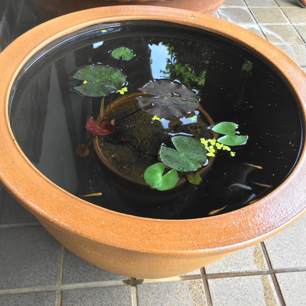 メダカ　（●＾o＾●）