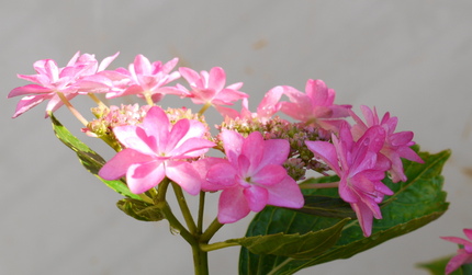 紫陽花ダンスパーティー