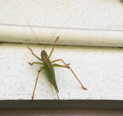 勝手口にバッタがいました！（●...