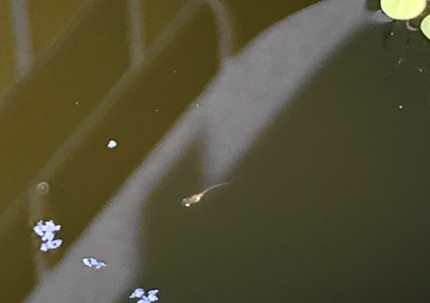 メダカの野生種の産卵は、日照時...