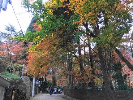 瑞宝寺公園の紅葉