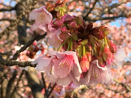 寒桜（カンザクラ） 山桜と緋寒...