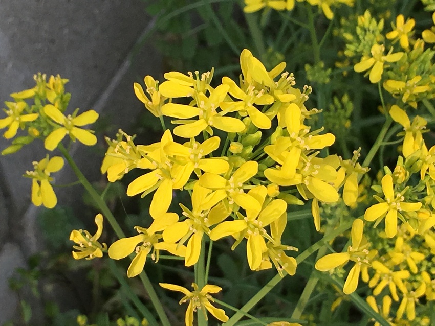 の花が咲いてます！（●＾o＾●...