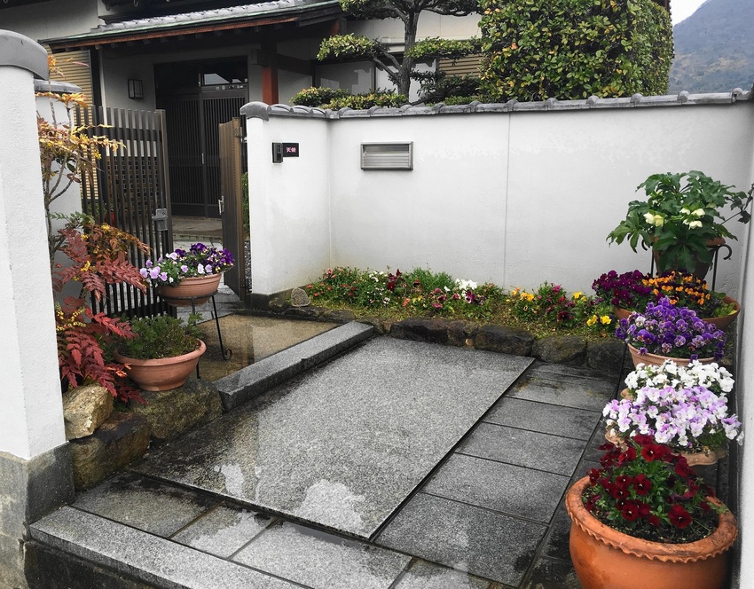ヴィオラ達が元気よく咲いてます...