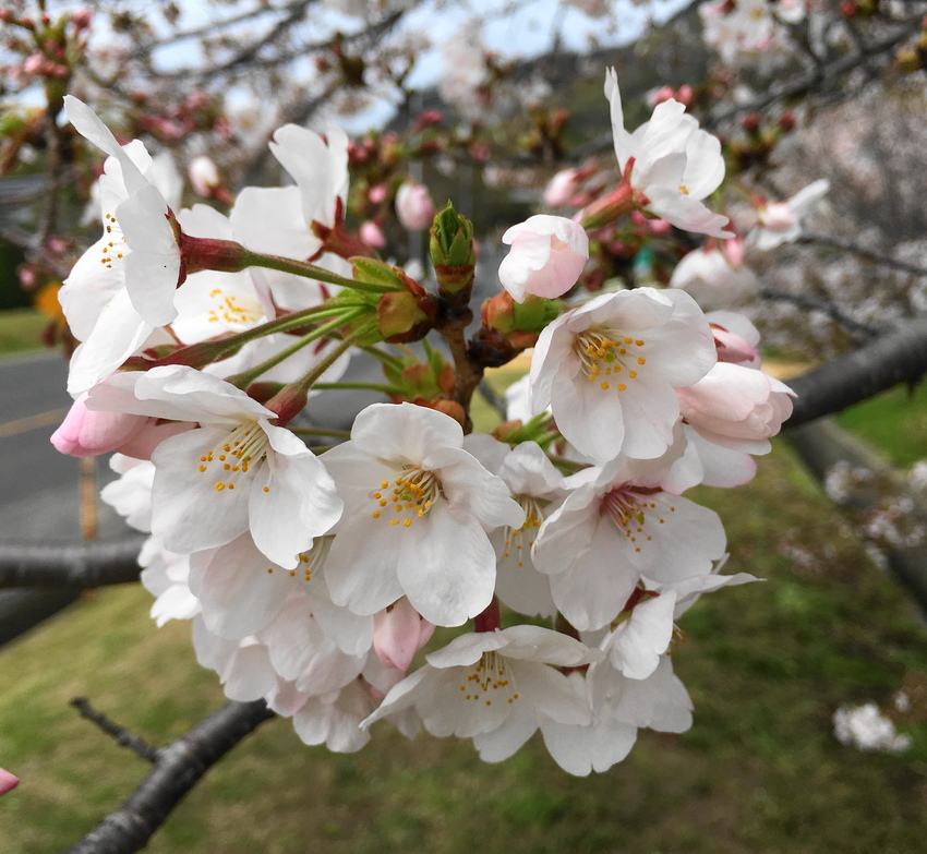 雨後曇です！ 昨日　桜見といて...