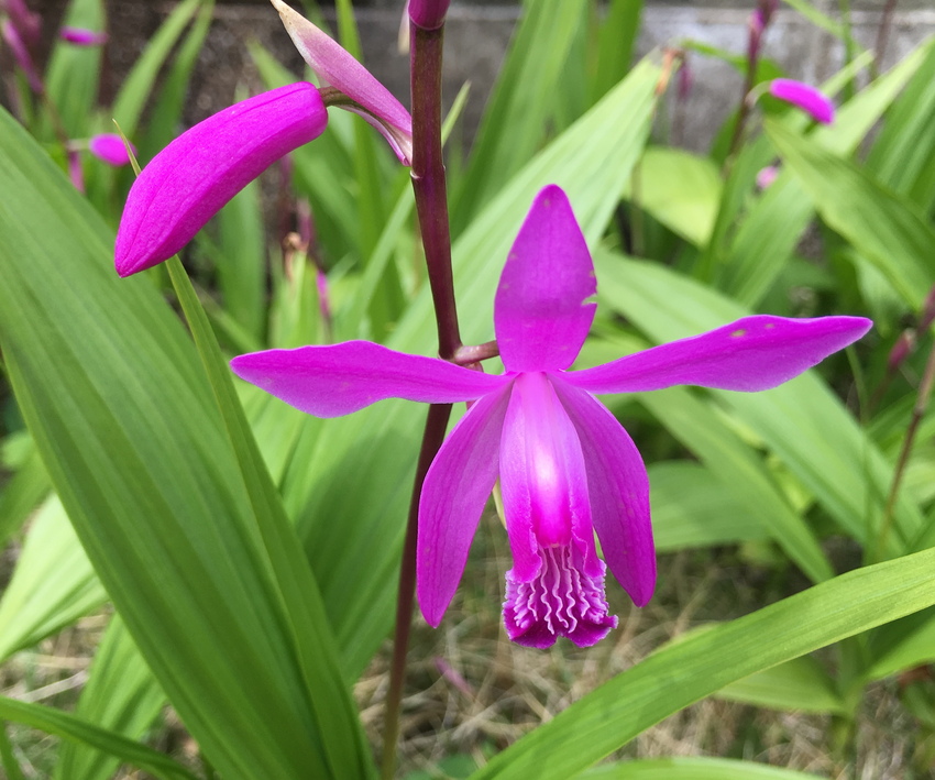 下向きに咲く花は控えめな魅力で...