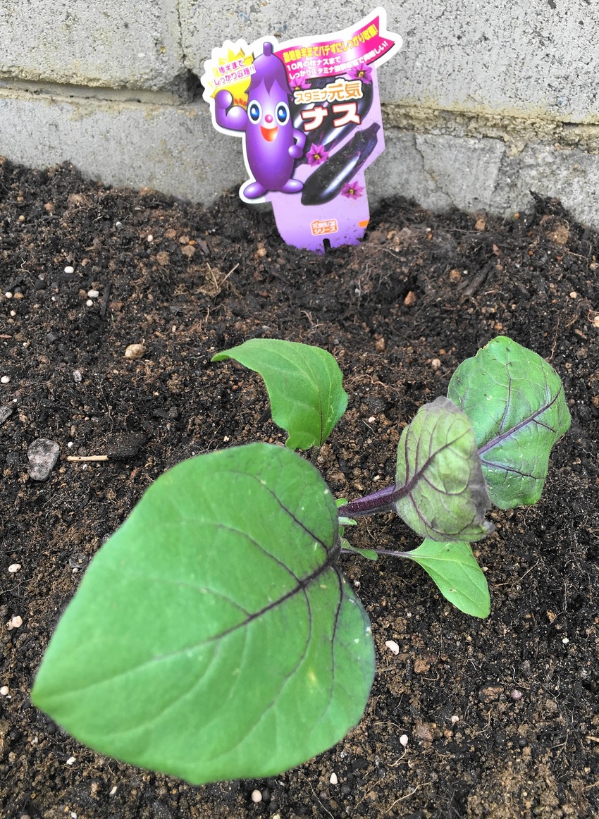 今年は　茄子を三種類植えました...